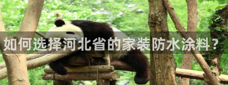 和记ag网址：如何选择河北省的家装防水涂料？